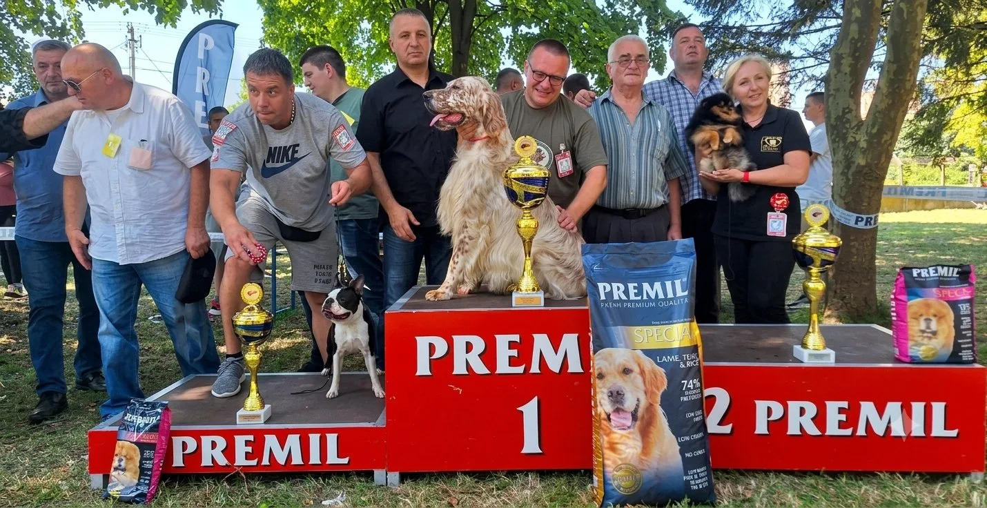 Engleski seter sa vodičem na pobedničkom podijumu kinološke izložbe